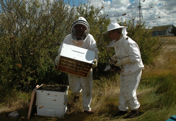 beekeeping Alberta Canada Summit Gardens Honey Farms hives