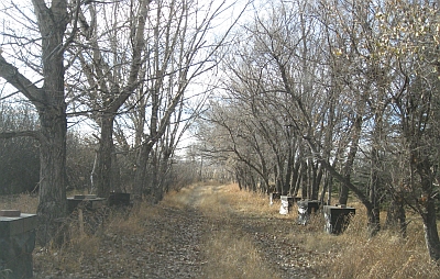 bees beekeeping hives wrapped for winter apiary Summit Gardens