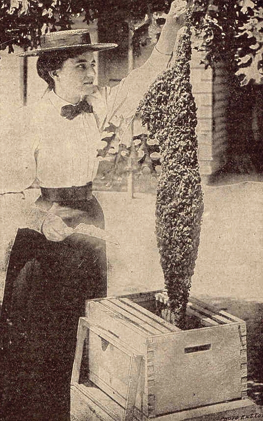 old fashioned urban beekeeping woman 1883