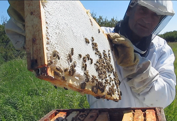 hive honey  beekeeping