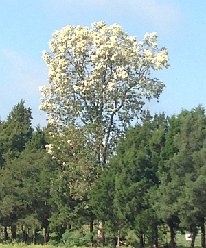 eucalyptus blooming in florida