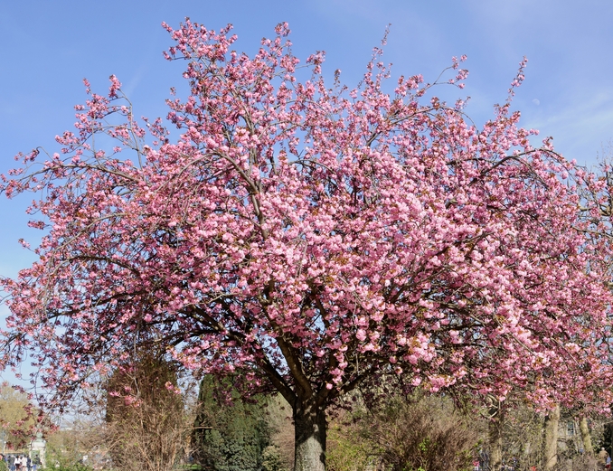 almond tree in blossom