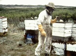 hive honey  colony bees beekeeping Saskatchewan Val Marie