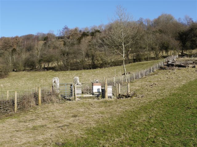 Bee Sanctuary Cumbria