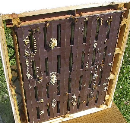 bees beekeeping comb honey Alberta